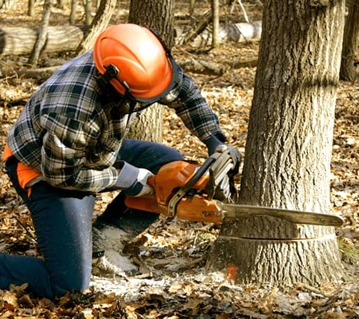 Tree Removal in Pierpont, OH